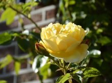 żółta róża pnąca na balkon